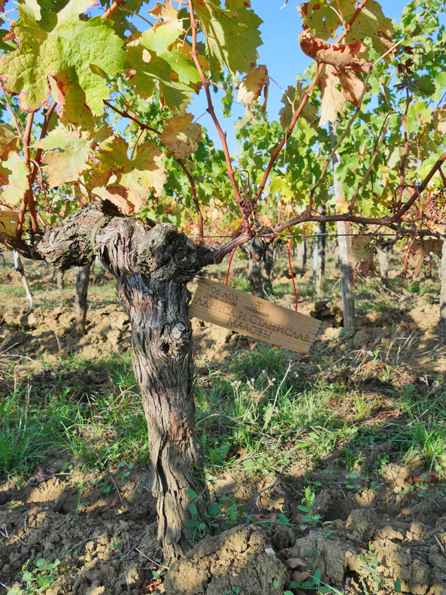 Виноградник на урожай